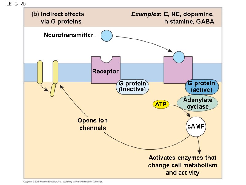 LE 12-18b Examples: E, NE, dopamine, histamine, GABA Indirect effects via G proteins Opens